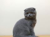 Scottish Fold Yavrular