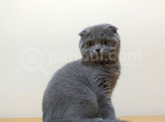 Scottish Fold Yavrular