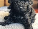 Anne Altından Dişi Veya Erkek Toy Poodle Apricot Silver