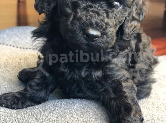 Anne Altından Dişi Veya Erkek Toy Poodle Apricot Silver görsel