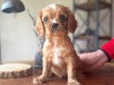 Sevimli Ruby King Charles Cavalier Bebekler