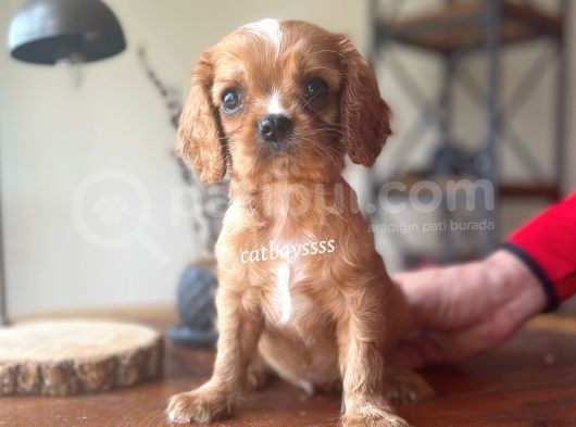 Sevimli Ruby King Charles Cavalier Bebekler görsel