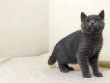 British Shorthair  Scottish Straight Yavrular
