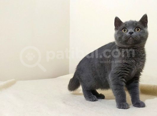 British Shorthair  Scottish Straight Yavrular