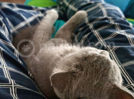 5 Aylık Çift British Short Hair Yavru Üretmek Isteyen Için Ideal görsel