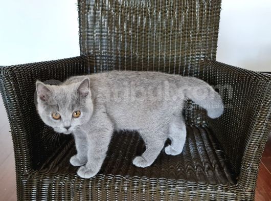 5 Aylık Çift British Short Hair Yavru Üretmek Isteyen Için Ideal görsel
