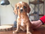 Sevimli Ruby King Charles Cavalier Bebekler