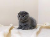 Scottish Fold Yavrular