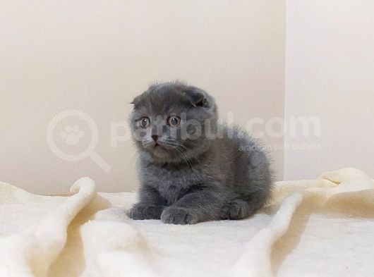 Scottish Fold Yavrular görsel