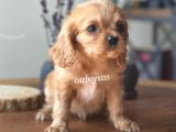 Ruby King Charles Cavalier Erkek Yavrumuz