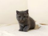 British Shorthair  Scottish Straight Yavrular