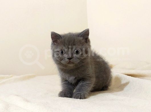 British Shorthair  Scottish Straight Yavrular görsel