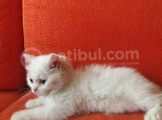 A Kali̇te Yavrular görsel