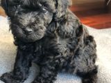 Anne Altından Dişi Veya Erkek Toy Poodle Apricot Silver