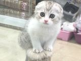 Bi Color Scottish Fold Dişi Ve Erkek Yavrular
