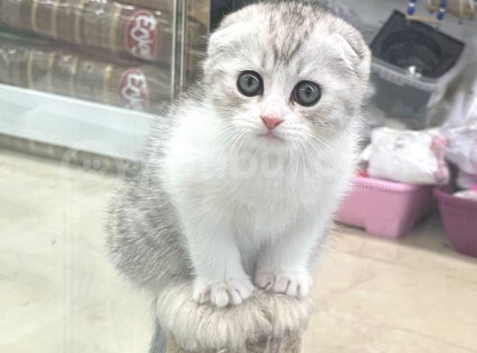 Bi Color Scottish Fold Dişi Ve Erkek Yavrular görsel