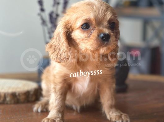 Ruby King Charles Cavalier Erkek Yavrumuz görsel