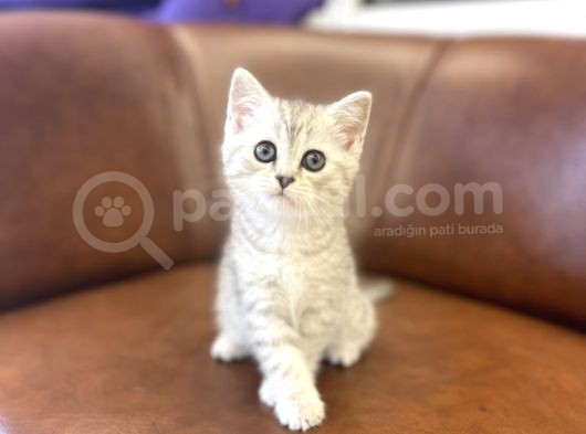 Silver Tabby British Shorthair Dişi Bebeğimiz görsel