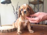 Sevimli Ruby King Charles Cavalier Bebekler