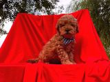 Orjinal Toy Poodle