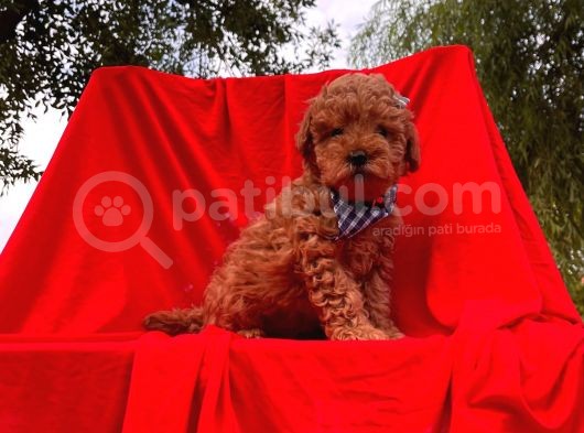 Orjinal Toy Poodle görsel