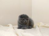 Scottish Fold Yavrular