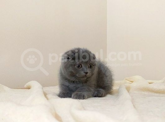 Scottish Fold Yavrular görsel