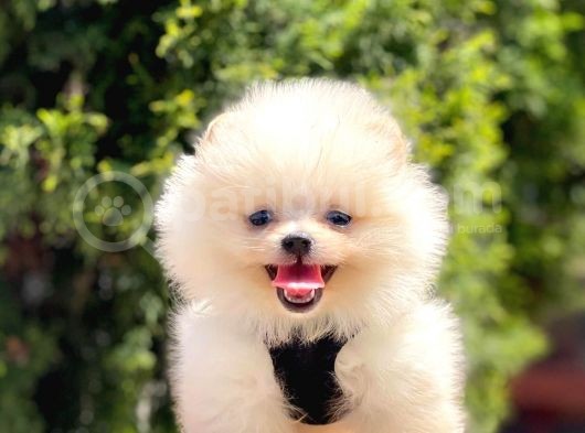 Safkan Teddy Bear Pomeranian Yavrularımız görsel