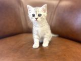 Silver Tabby British Shorthair Dişi Bebeğimiz