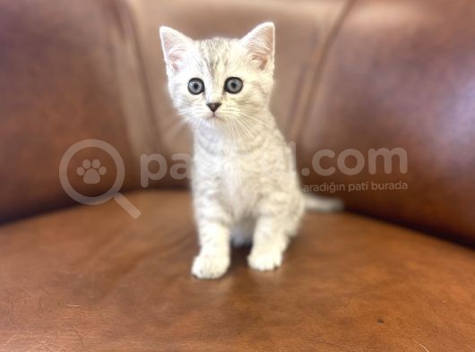 Silver Tabby British Shorthair Dişi Bebeğimiz görsel