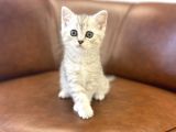 Silver Tabby British Shorthair Dişi Bebeğimiz