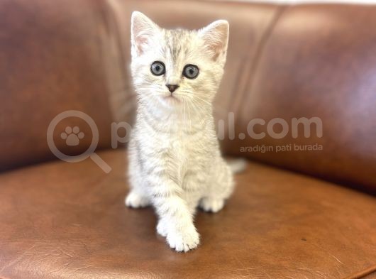 Silver Tabby British Shorthair Dişi Bebeğimiz görsel
