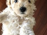 Anne Altından Dişi Veya Erkek Toy Poodle Apricot Silver