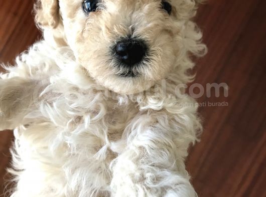 Anne Altından Dişi Veya Erkek Toy Poodle Apricot Silver görsel