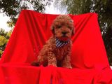 Orjinal Toy Poodle