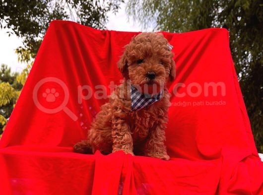Orjinal Toy Poodle görsel