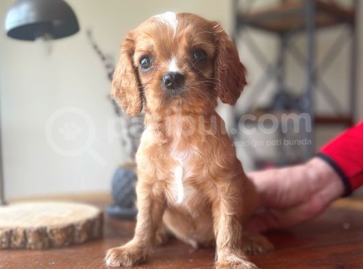 Sevimli Ruby King Charles Cavalier Bebekler görsel