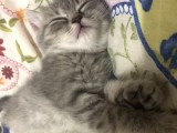 British Shorthair 2 Aylık Yavrumuz