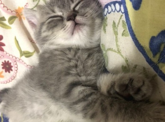 British Shorthair 2 Aylık Yavrumuz görsel
