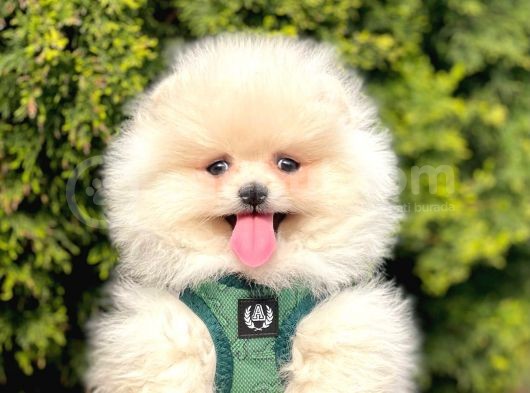 Safkan Teddy Bear Pomeranian Yavrularımız görsel