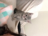 British Shorthair 2 Aylık Yavrumuz