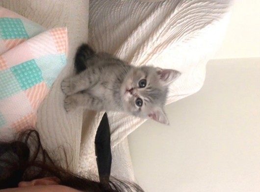 British Shorthair 2 Aylık Yavrumuz görsel