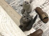 British Shorthair 2 Aylık Yavrumuz