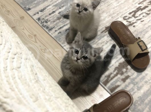 British Shorthair 2 Aylık Yavrumuz
