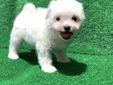 Bembeyaz Orji̇nal Maltese Yavrulari