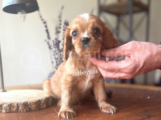 Sevimli Ruby King Charles Cavalier Bebekler görsel