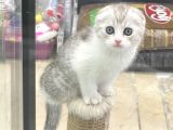 Bi Color Scottish Fold Dişi Ve Erkek Yavrular