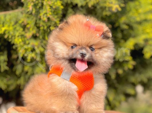 Safkan Teddy Bear Pomeranian Yavrularımız görsel