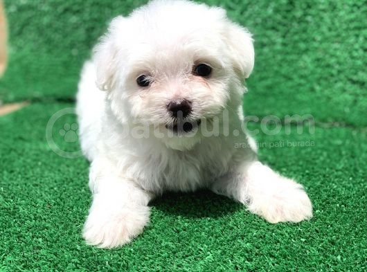 Bembeyaz Orji̇nal Maltese Yavrulari görsel