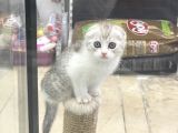 Bi Color Scottish Fold Dişi Ve Erkek Yavrular